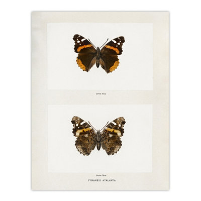 Artery8 Red Admiral Butterfly Vintage Illustration Denton Wall Art Poster Print 12X16" from B&Q