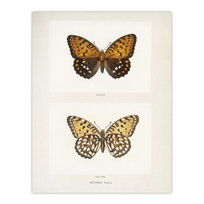 Artery8 Regal Fritillary Butterfly Sherman Denton Wall Art Poster Print 12X16" from B&Q