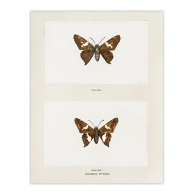 Artery8 Silver Spotted Skipper Butterfly Denton Wall Art Poster Print 12X16" from B&Q