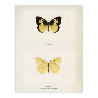 Artery8 Southern Dogface Butterfly Sherman Denton Wall Art Poster Print 12X16" from B&Q