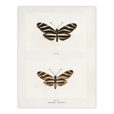 Artery8 Zebra Longwing Butterfly Sherman Denton Wall Art Poster Print 12X16" from B&Q