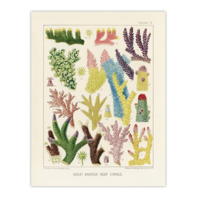 Artery8 Great Barrier Reef Corals Marine Life Kent Wall Art Poster Print 12X16" from B&Q