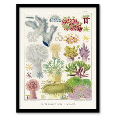 Artery8 Great Barrier Reef Alcyonaria Kent Framed Wall Art Print 12X16" Size 12