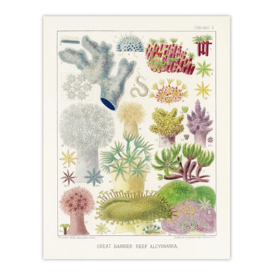 Artery8 Great Barrier Reef Alcyonaria Kent Wall Art Poster Print 12X16" Size 12