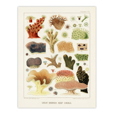 Artery8 Great Barrier Reef Corals Illustration Kent Wall Art Poster Print 12X16" from B&Q