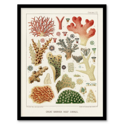 Artery8 Great Barrier Reef Of Australia Corals Kent Framed Wall Art Print 12X16" from B&Q