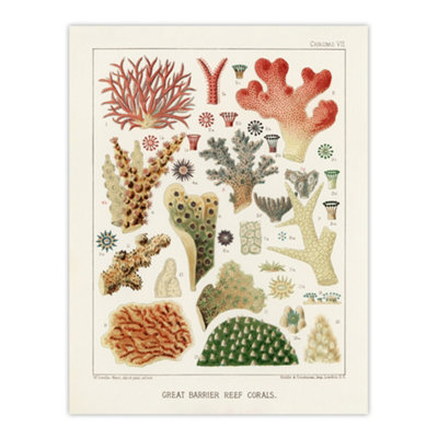 Artery8 Great Barrier Reef Of Australia Corals Kent Wall Art Poster Print 12X16" from B&Q