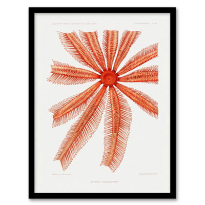 B&Q -  Brisingida Starfish Marine Life Albert I Framed Wall Art Print 12X16"