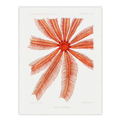 B&Q -  Brisingida Starfish Marine Life Albert I Wall Art Poster Print 12X16"