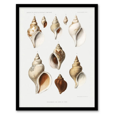 B&Q -  Molluscs Of The Northern Seas Albert I Framed Wall Art Print 12X16"
