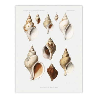 B&Q -  Molluscs Of The Northern Seas Albert I Wall Art Poster Print 12X16"