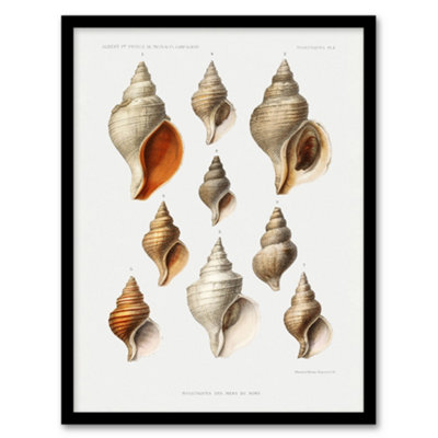 B&Q -  Northern Sea Molluscs Species Albert I Framed Wall Art Print 12X16"
