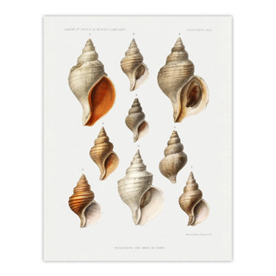 B&Q -  Northern Sea Molluscs Species Albert I Wall Art Poster Print 12X16"