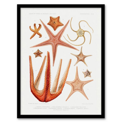 Artery8 Starfish Biodiversity Illustration Albert I Framed Wall Art Print 12X16" from B&Q
