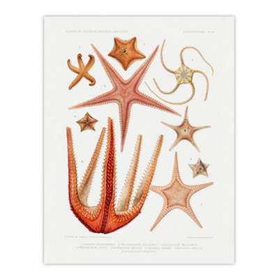 Artery8 Starfish Biodiversity Illustration Albert I Wall Art Poster Print 12X16" from B&Q