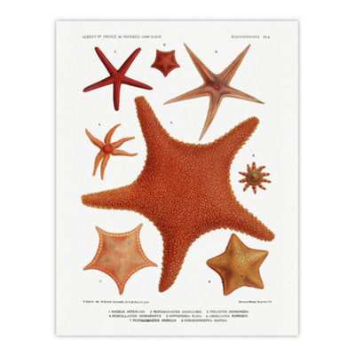 B&Q -  Starfish Varieties Marine Life Albert I Wall Art Poster Print 12X16"