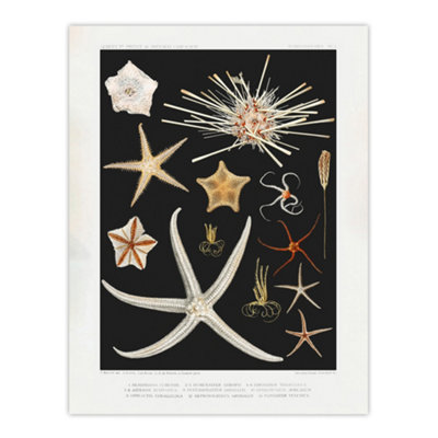 B&Q -  Varieties Of Marine Life Starfish Albert I Wall Art Poster Print 12X16"