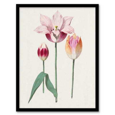 Artery8 Blooming Tulip Flower Anselmus De Boodt Framed Wall Art Print 12X16" from B&Q