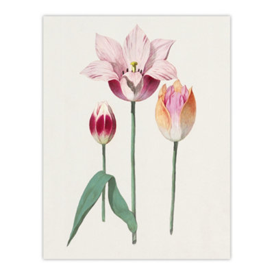 Artery8 Blooming Tulip Flower Anselmus De Boodt Wall Art Poster Print 12X16" from B&Q