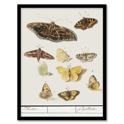 Artery8 Butterflies And Moths Anselmus De Boodt Framed Wall Art Print 12X16" from B&Q