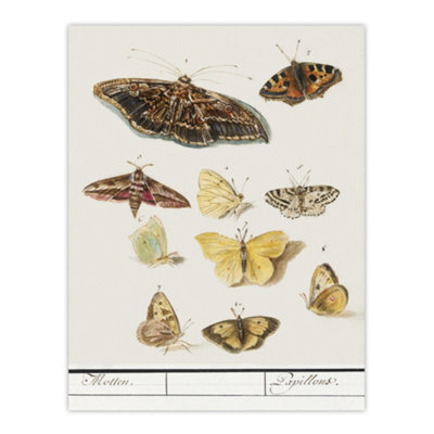 Artery8 Butterflies And Moths Anselmus De Boodt Wall Art Poster Print 12X16" from B&Q