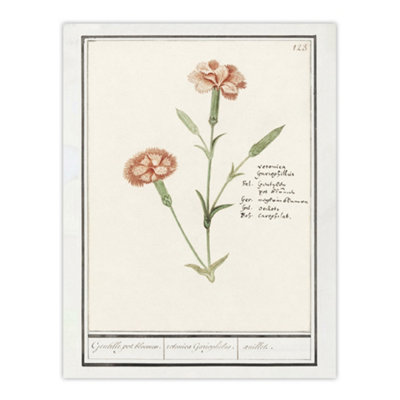 Artery8 Carnation Dianthus Flower Anselmus De Boodt Wall Art Poster Print 12X16" from B&Q
