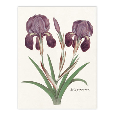 Artery8 Purple Iris Germanica Anselmus De Boodt Wall Art Poster Print 12X16" from B&Q