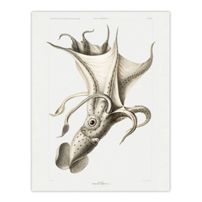 Artery8 Cockeyed Squid Illustration Carl Chun Wall Art Poster Print 12X16" from B&Q
