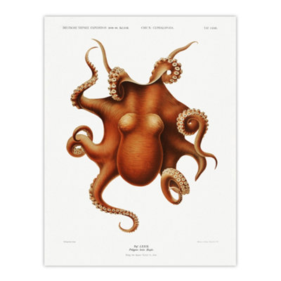 Artery8 Octopus Vintage Illustration Carl Chun Wall Art Poster Print 12X16" from B&Q