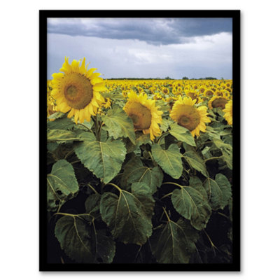 Artery8 A Kansas Sunflower Field Up Close Highsmith Framed Wall Art Print 12X16" from B&Q