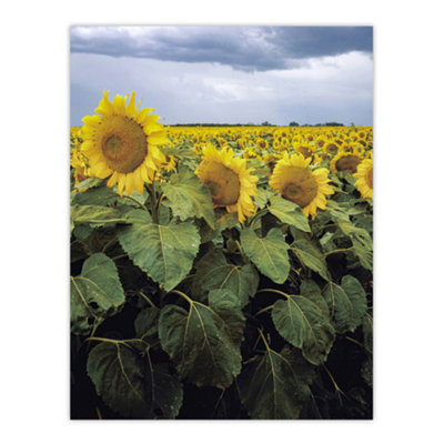 Artery8 A Kansas Sunflower Field Up Close Highsmith Wall Art Poster Print 12X16" from B&Q