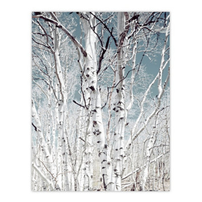 Artery8 Birch Tree Forest Carol M Highsmith Wall Art Poster Print 12X16" from B&Q