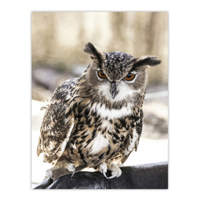 Artery8 Owl Perched On A Rock Carol M Highsmith Wall Art Poster Print 12X16" from B&Q