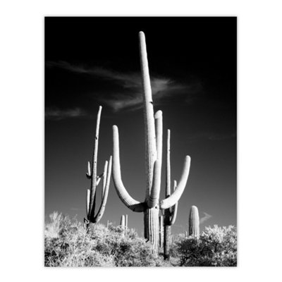 B&Q -  Saguaro Cactus Arizona Carol M Highsmith Wall Art Poster Print 12X16"