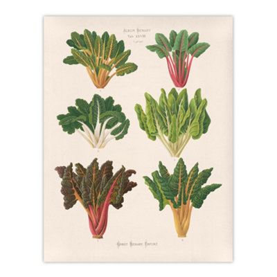 Artery8 Beet Or Swiss Chard Vegetables Ernst Benary Wall Art Poster Print 12X16"