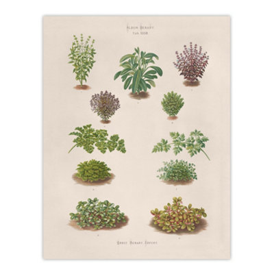 Artery8 Botanical Bushes Varieties Ernst Benary Wall Art Poster Print 12X16" from B&Q