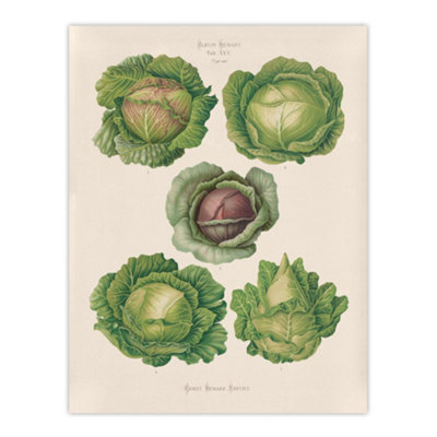 Artery8 Cabbages Botanical Kitchen Ernst Benary Wall Art Poster Print 12X16"