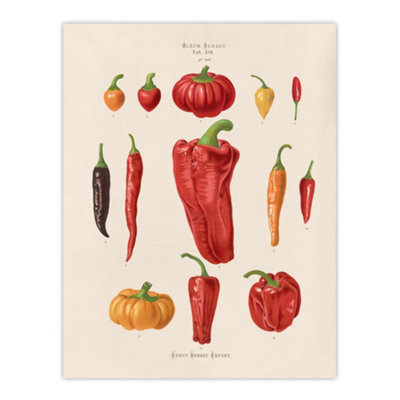 Artery8 Capsicums And Chili Peppers Ernst Benary Wall Art Poster Print 12X16" from B&Q