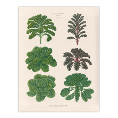 Artery8 Kales And Brussel Sprouts Ernst Benary Wall Art Poster Print 12X16" from B&Q