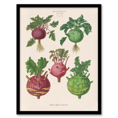 Artery8 Kohlrabi Turnip Cabbage Ernst Benary Framed Wall Art Print 12X16"