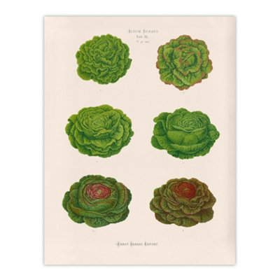Artery8 Lettuces Cabbage Varieties Ernst Benary Wall Art Poster Print 12X16" from B&Q