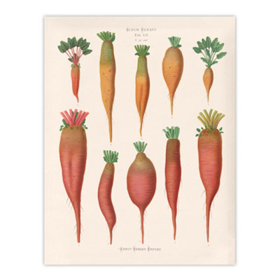 Artery8 Mangold Wurzels Field Beet Ernst Benary Wall Art Poster Print 12X16"