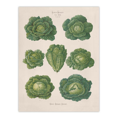 Artery8 Savoy Cabbages Vintage Kitchen Ernst Benary Wall Art Poster Print 12X16"