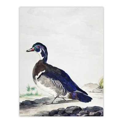 B&Q -  Wood Duck Vintage Bird Oil Painting Schouman Wall Art Poster Print 12X16"