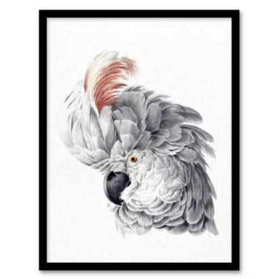Artery8 Cockatoo Parrot Head Watercolour Schouman Framed Wall Art Print 12X16" from B&Q