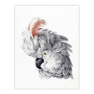 Artery8 Cockatoo Parrot Head Watercolour Schouman Wall Art Poster Print 12X16" from B&Q