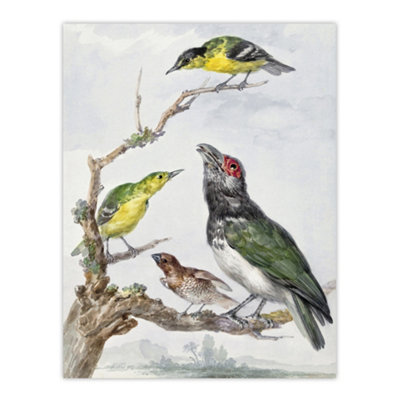 B&Q -  Four Different Birds On A Branch Schouman Wall Art Poster Print 12X16"
