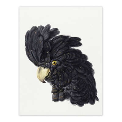 B&Q -  Head Of A Black Cockatoo Watercolour Schouman Wall Art Poster Print 12X16"
