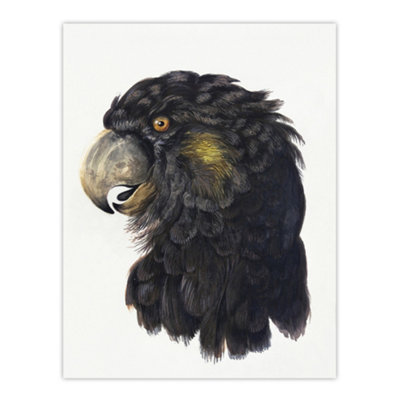 Artery8 Cockatoo Parrot Head Watercolour Schouman Wall Art Poster Print 12X16" from B&Q
