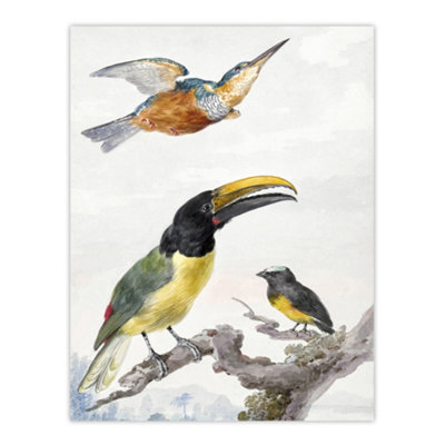 Artery8 Kingfisher Toucan Bird And A Sparrow Schouman Wall Art Poster Print 12X16" from B&Q